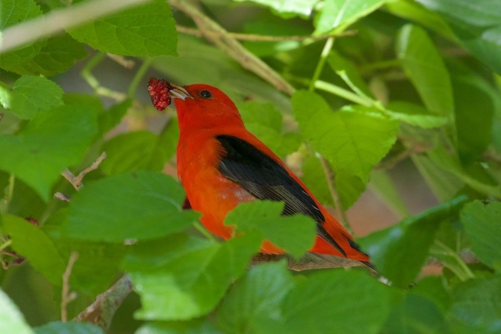 Scarlet Tanager (male)|High Island|TX | 2015-04-30at16-21-40 by Bettina Arrigoni is licensed under CC BY 2.0.